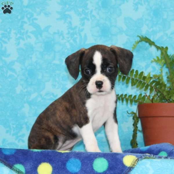 Barby, Boston Terrier Mix Puppy